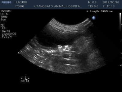 砂状の膀胱結石のレントゲン写真