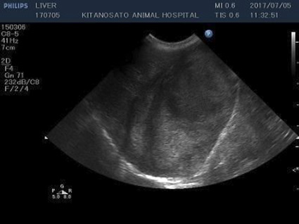肝臓腫瘍のレントゲン写真