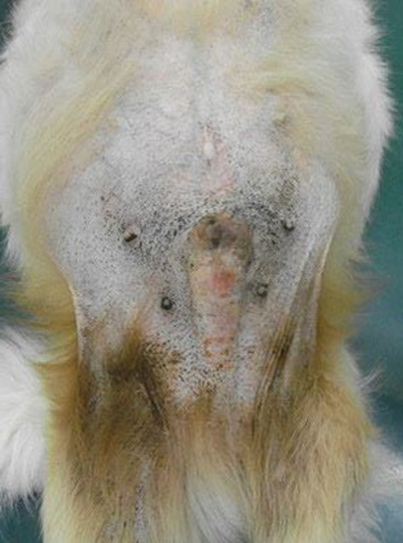 クッシング症候群の写真